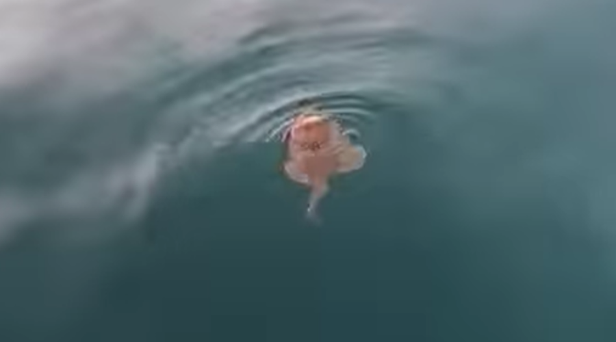 Nenavadno dogajanje v Jadranskem morju: bizarno obnašanje ribe na morski gladini (VIDEO) (foto: Facebook/Moj Senj/posnetek zaslona)
