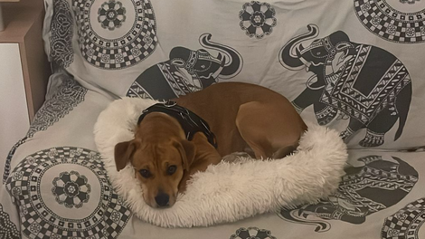 perla
