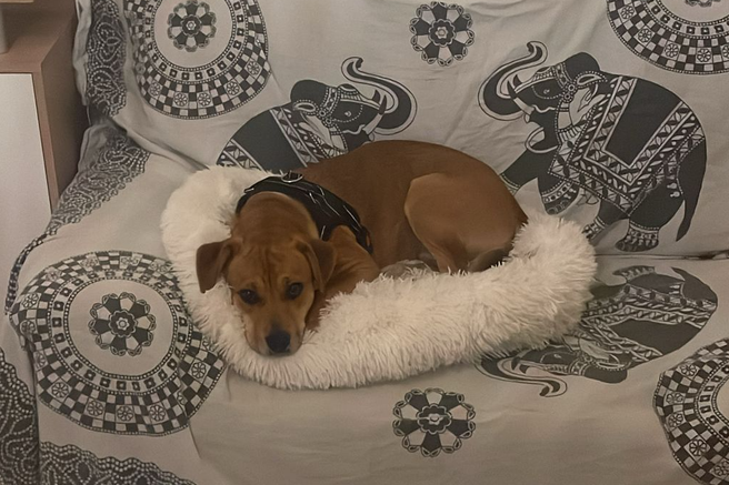 perla