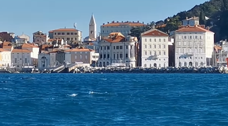 VIDEO: dih jemajoči prizor iz Piranskega zaliva (foto: Morigenos/Facebook)