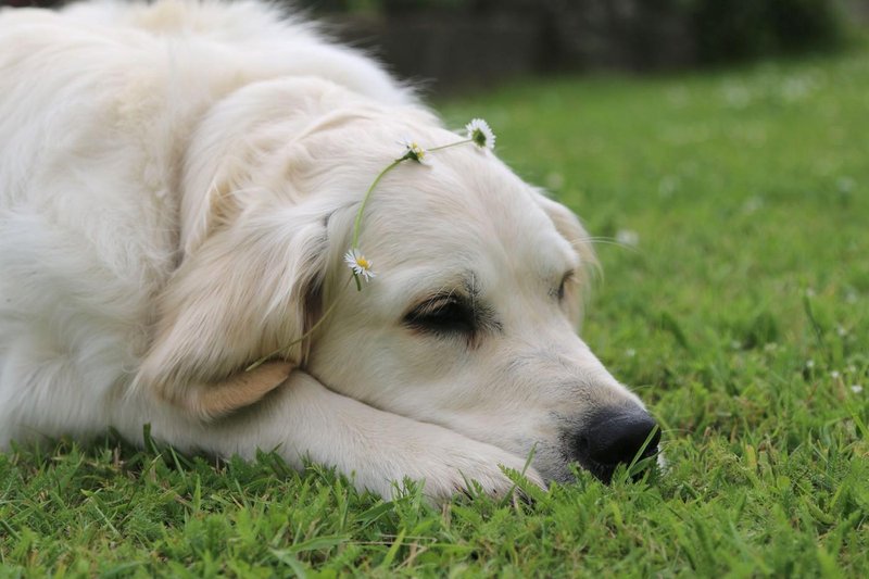 labradorec pes kuza