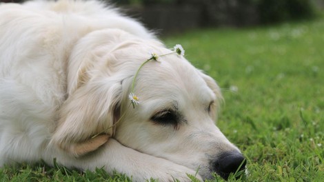 labradorec pes kuza