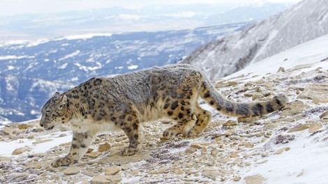 snežni lepard