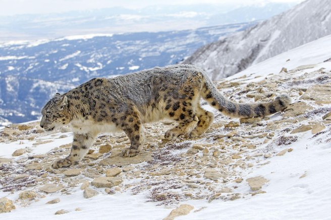 snežni lepard