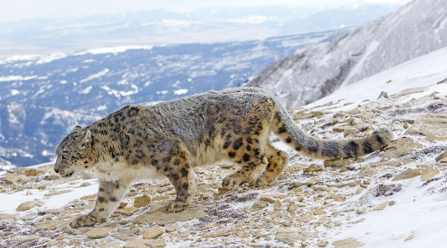 Slovenski raziskovalci razkrili nenavadno skrivnost snežnih leopardov (foto: Profimedia)