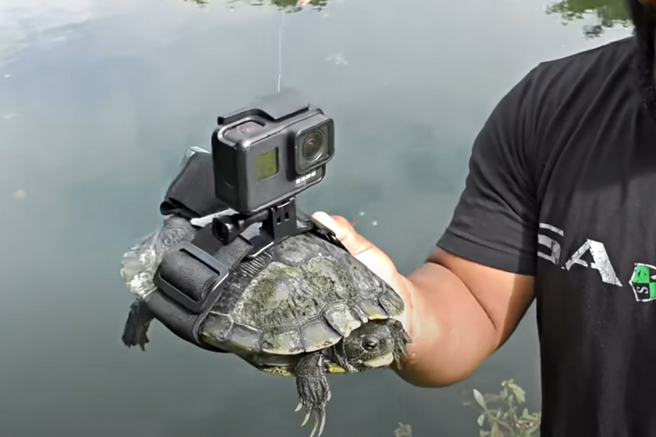 želva kamera podvodni svet video