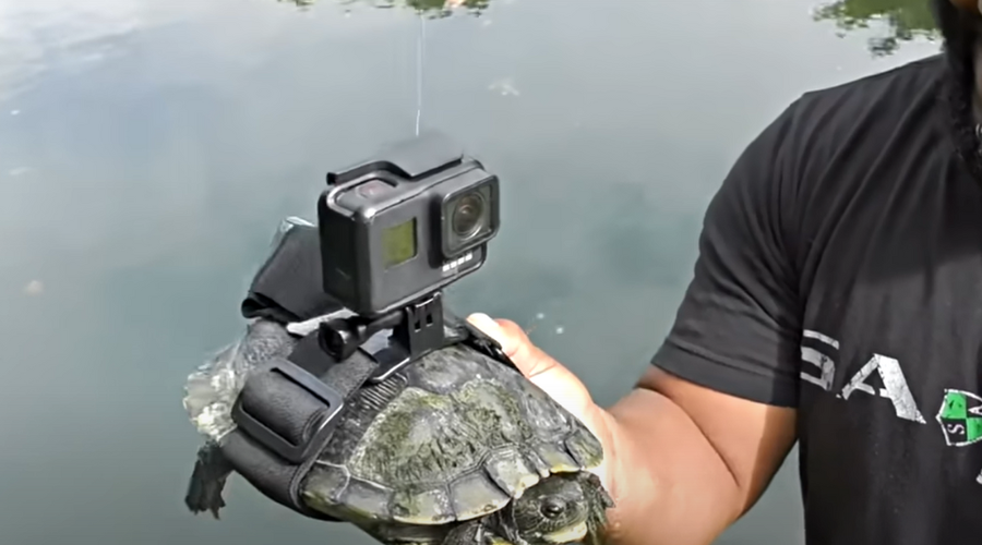 Na hrbet želve pritrdili kamero: osupli, ko so videli, kaj se zares dogaja pod vodo (VIDEO) (foto: YouTube/posnetek zaslona)