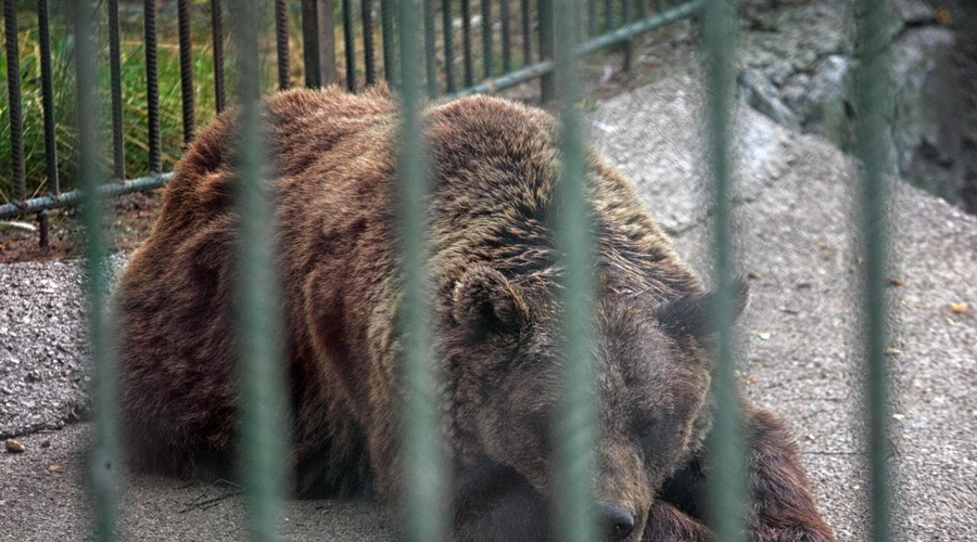 Fotografija je simbolična. (foto: Bobo)