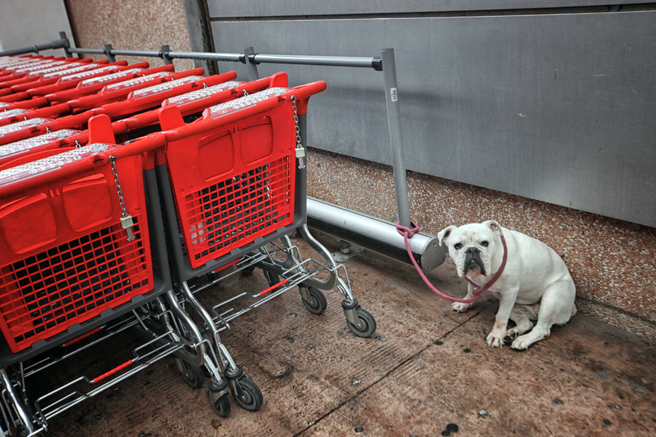 mercator trgovina cene akcija