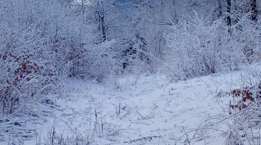 Skrivnostne sledi v snegu niso več uganka: ne boste verjeli, kaj je ujela kamera v gozdovih Hrušice (VIDEO) (foto: Facebook/Lovska družina Col/posnetek zaslona)