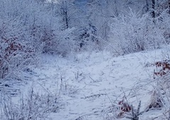 Skrivnostne sledi v snegu niso več uganka: ne boste verjeli, kaj je ujela kamera v gozdovih Hrušice (VIDEO)