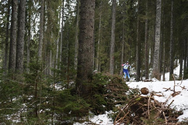 biatlon pokljuka narava gozd divji petelin