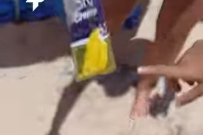 Brazilija ženska sladoled ščurek video