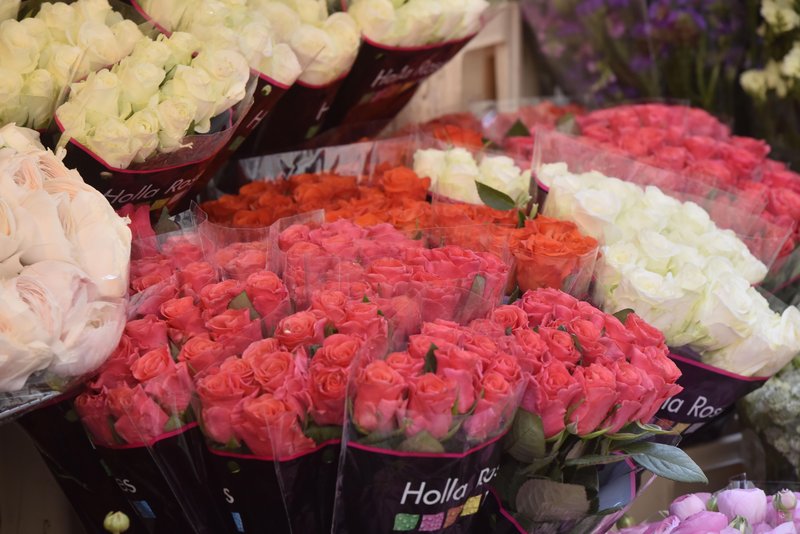 vrtnice roze