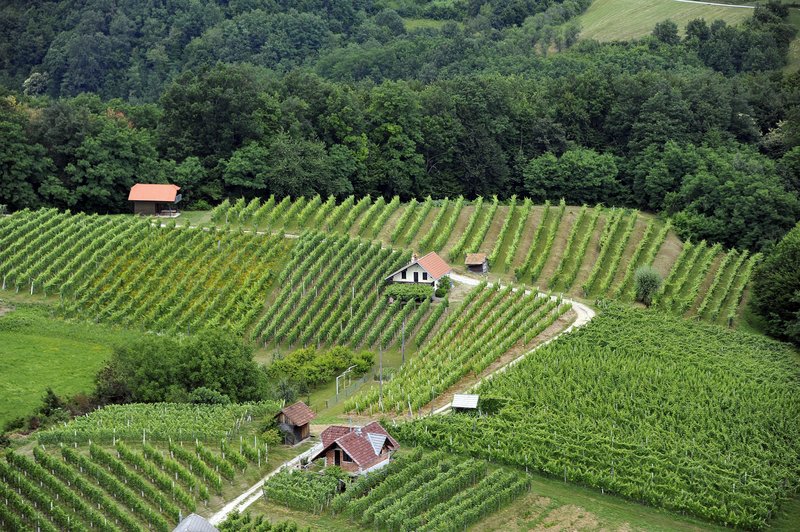zidanica vinograd