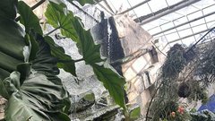 V 'naravnem' okolju lahko vidite denimo banane, avokado, poper, vanilijo, kavo, papajo, mango, ananas, ingver in številne druge rastline.