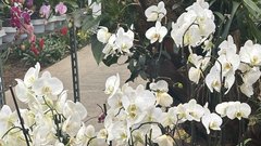 Orhideje Ocean Orchids.
