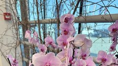 Orhideje Ocean Orchids.