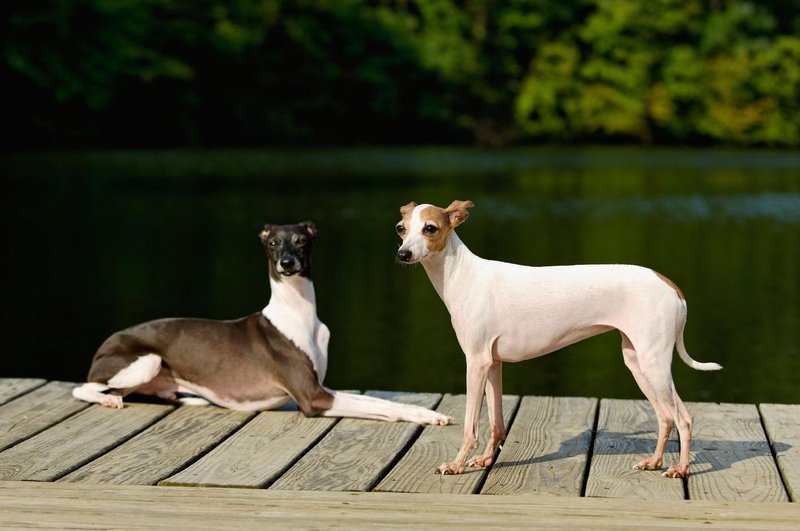 greyhound.jpg