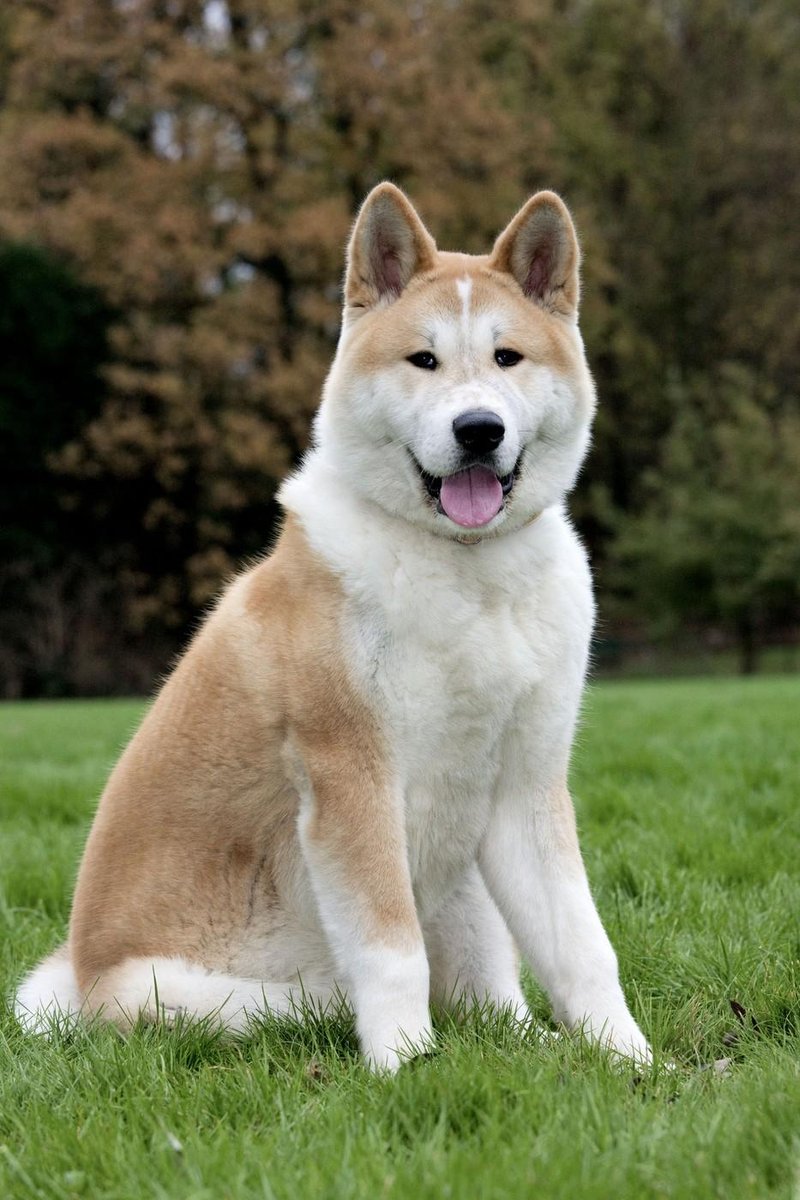 akita.jpg