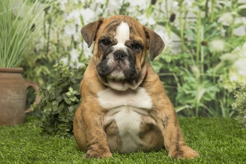 angleski-buldog.jpg