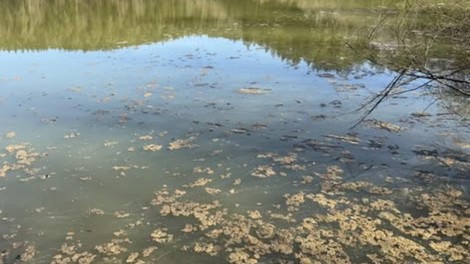 Gradiško jezero bakterija onesnaženje nevarnost