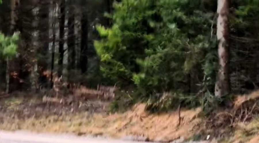 Kako krasno bitje! Kamere v snežniških gozdovih ujele čudovitega prebivalca divjine (VIDEO) (foto: Facebook/Slovenski državni gozdovi/posnetek zaslona)