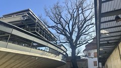 hrast minoriti maribor