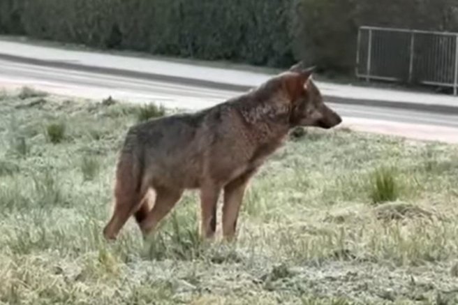 volk
