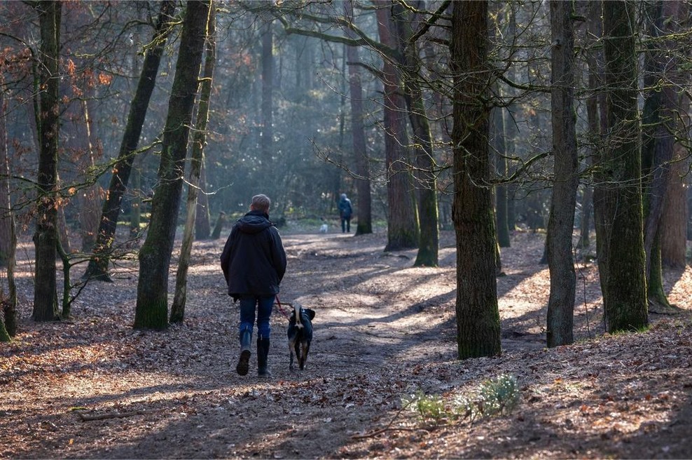Sprehajalec v slovenskem gozdu naletel na žival, ki naj bi že zdavnaj izumrla (foto: Profimedia)
