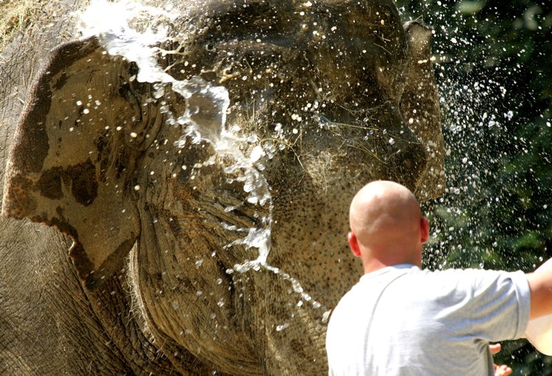slonica, ZOO