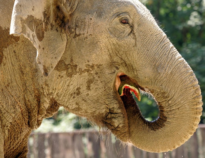 slonica, ZOO