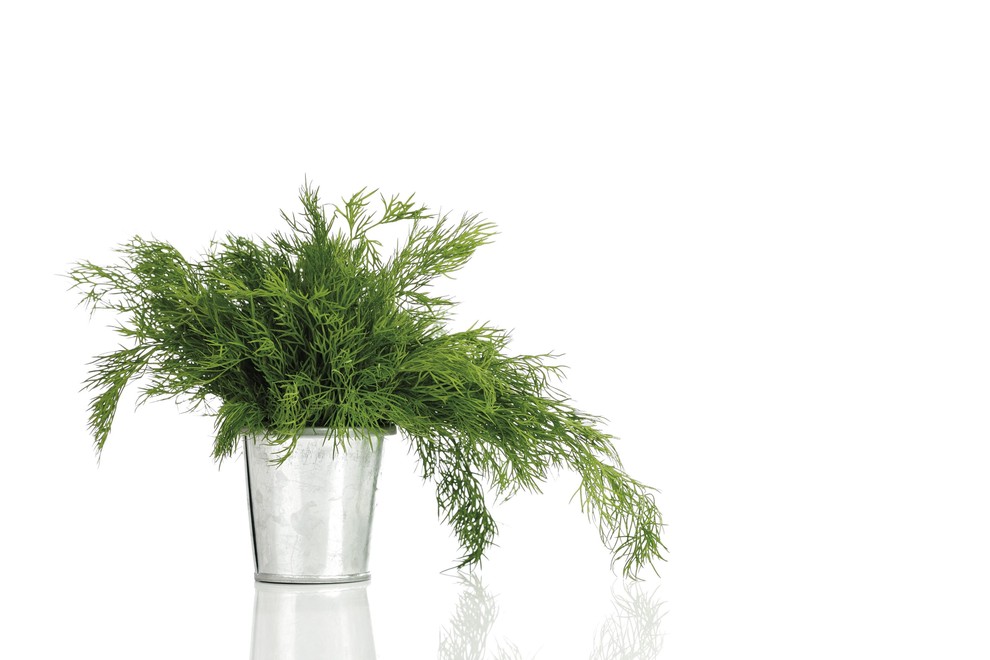 Koper: Še eno aromatično zelišče, ki ga nekateri ljudje obožujejo, drugi pa sovražijo. Gotovo pa je naslednje: pajki ga zares …