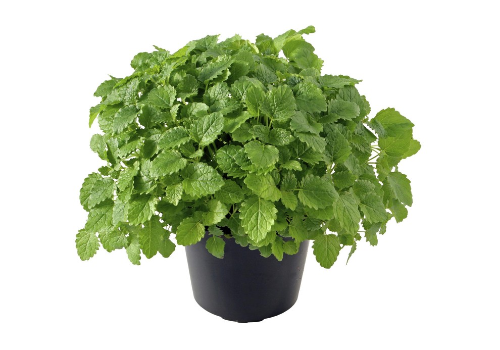 Melisa: Melisa, ki spada v družino mete, se pogosto uporablja kot blago pomirjevalo v obliki čaja, ki lahko pomaga pri …