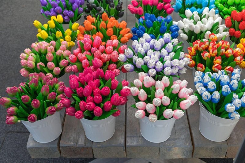 tulipani.jpg