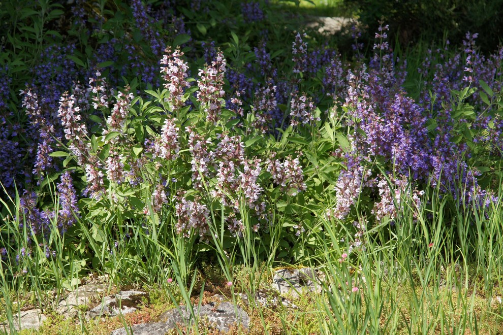 Žajbelj: Pogosto se uporablja v italijanski kuhinji in je poln antioksidantov, njegov mošusni vonj pa je dovolj močan, da odvrne …