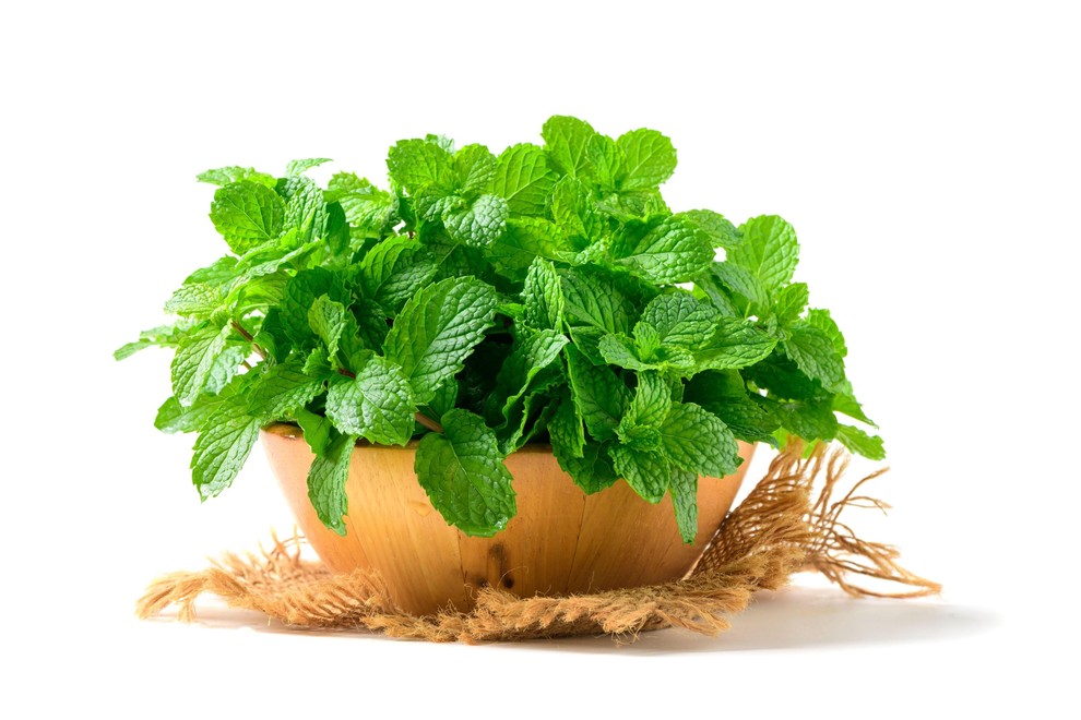 Meta: Sveže nabrani listi mete so kot nalašč za domač čaj, saj imajo številne koristi za zdravje, predvsem pri izboljšanju …