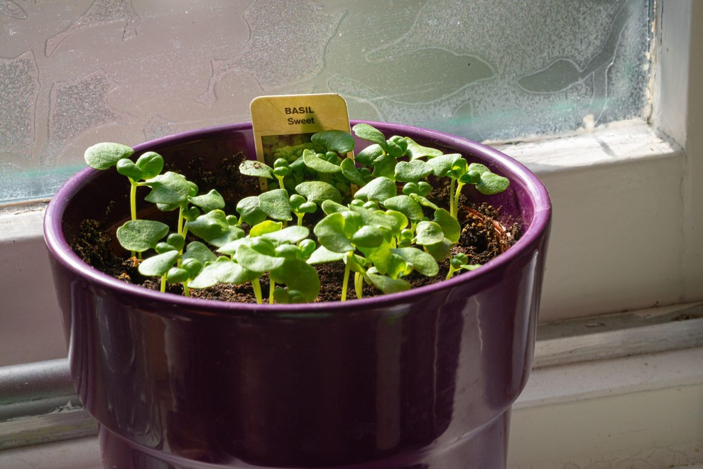 Bazilika: Dišeča in odlična za dodajanje okusa jedem, bazilika je tudi učinkovit naravni odganjalec pajkov. Enostavno jo je gojiti na …