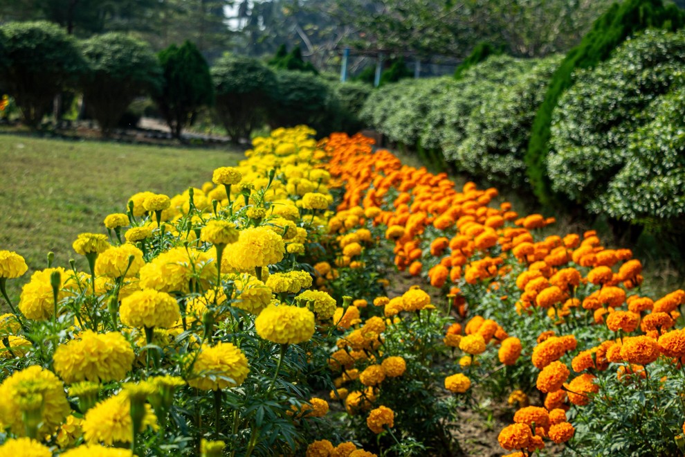 Ognjič: To ognjeno rumeno obarvano cvetje prinese svetlobo v vsak kotiček vašega doma, znano pa je tudi po tem, da …