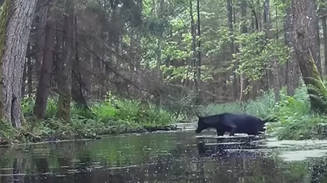 Kamera v gozdu posnela prizor, ki je zmedel tudi znanstvenike (VIDEO)