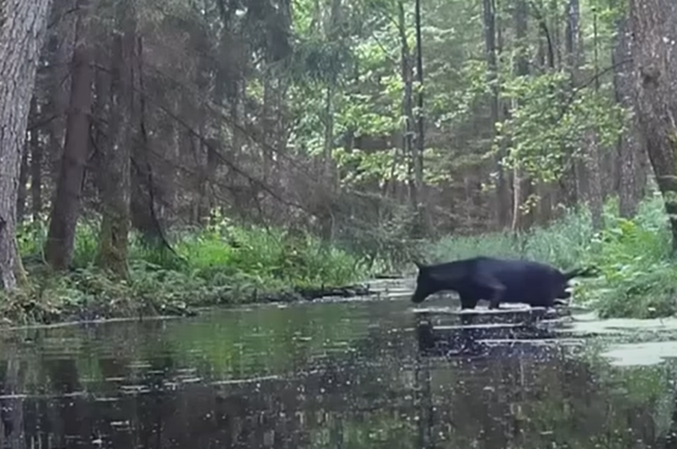 Kamera v gozdu posnela prizor, ki je zmedel tudi znanstvenike (VIDEO) (foto: YouTube/ Associated Press/posnetek zaslona)