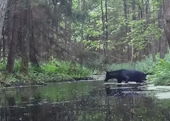 Kamera v gozdu posnela prizor, ki je zmedel tudi znanstvenike (VIDEO)