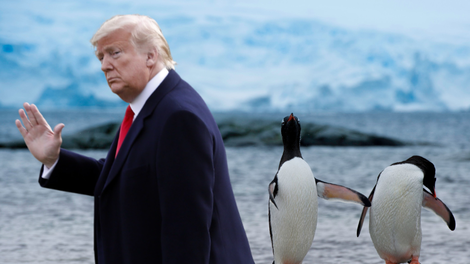 Donald Trump, pingvini