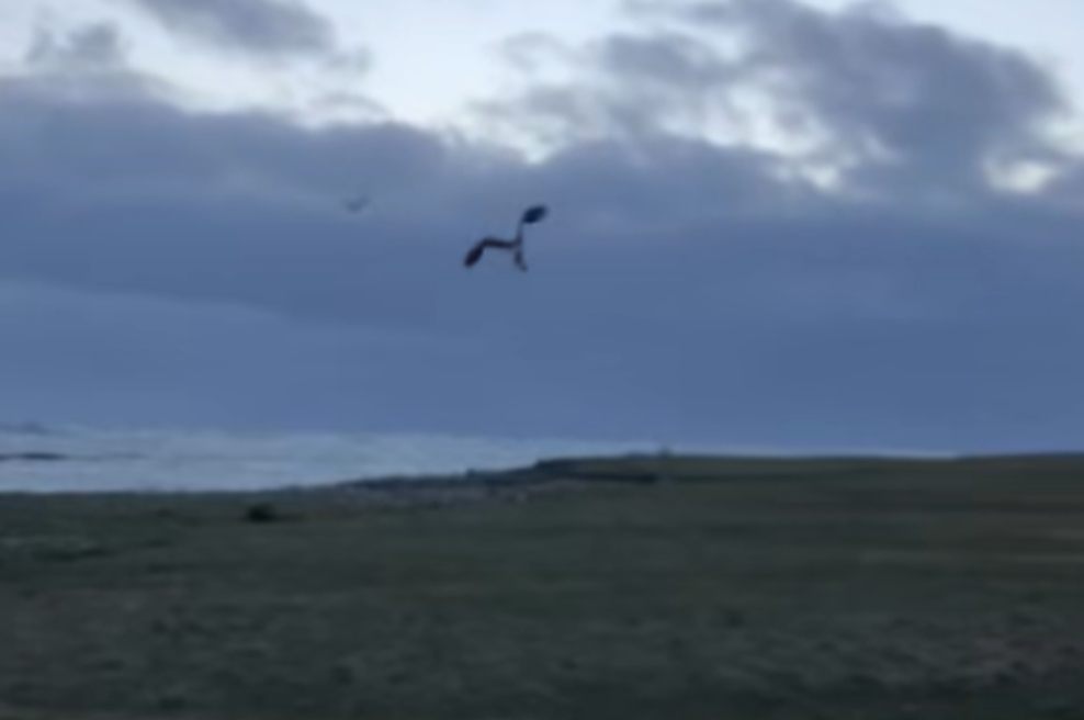 Kmet ujel orla, kako se je spustil nad njegovo čredo: kar je sledilo, je osupnilo vse (video videlo že več kot pol milijona ljudi) (foto: Facebook/posnetek zaslona)
