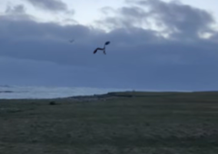 Kmet ujel orla, kako se je spustil nad njegovo čredo: kar je sledilo, je osupnilo vse (video videlo že več kot pol milijona ljudi)