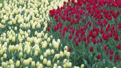 Arboretum Volcji Potok tulipani