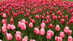 Arboretum Volcji Potok tulipani