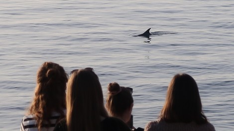 delfin