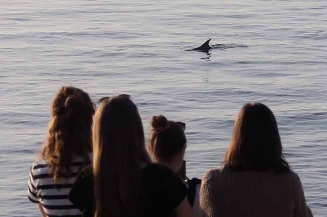 delfin