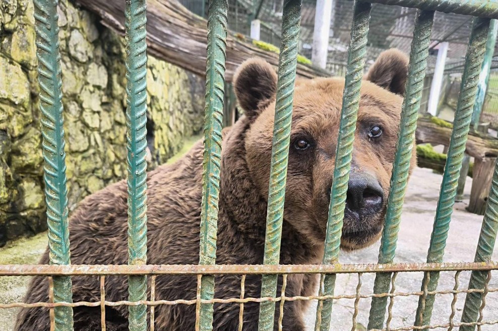 Po 34 letih v ujetništvu: Medved Felix končno dočakal svobodo (foto: Organizacija Four Paws)